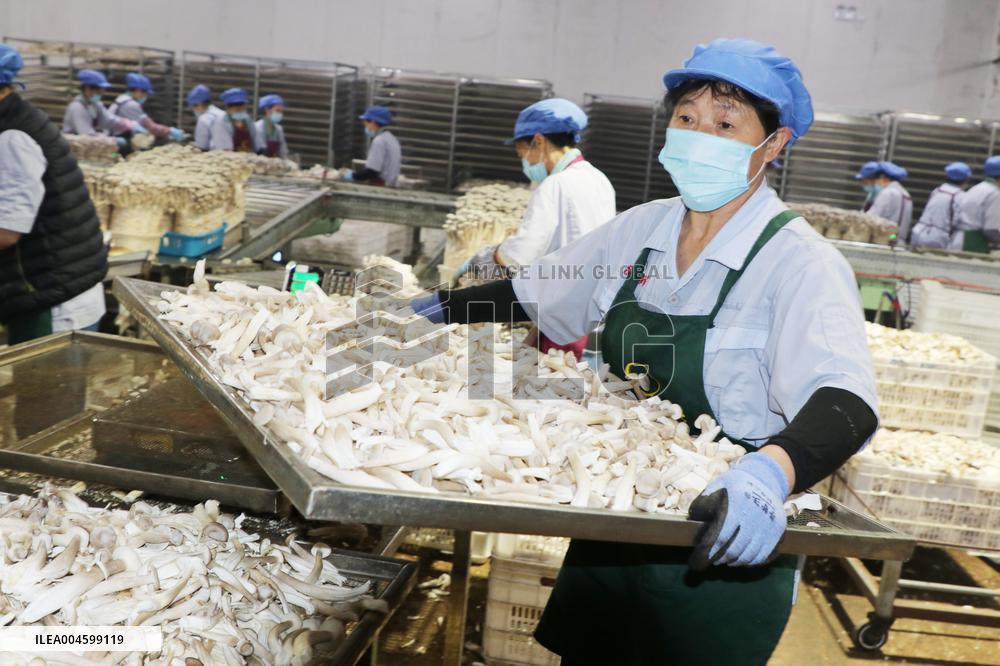 Lyophyllum Decastes Processing in Lianyungang