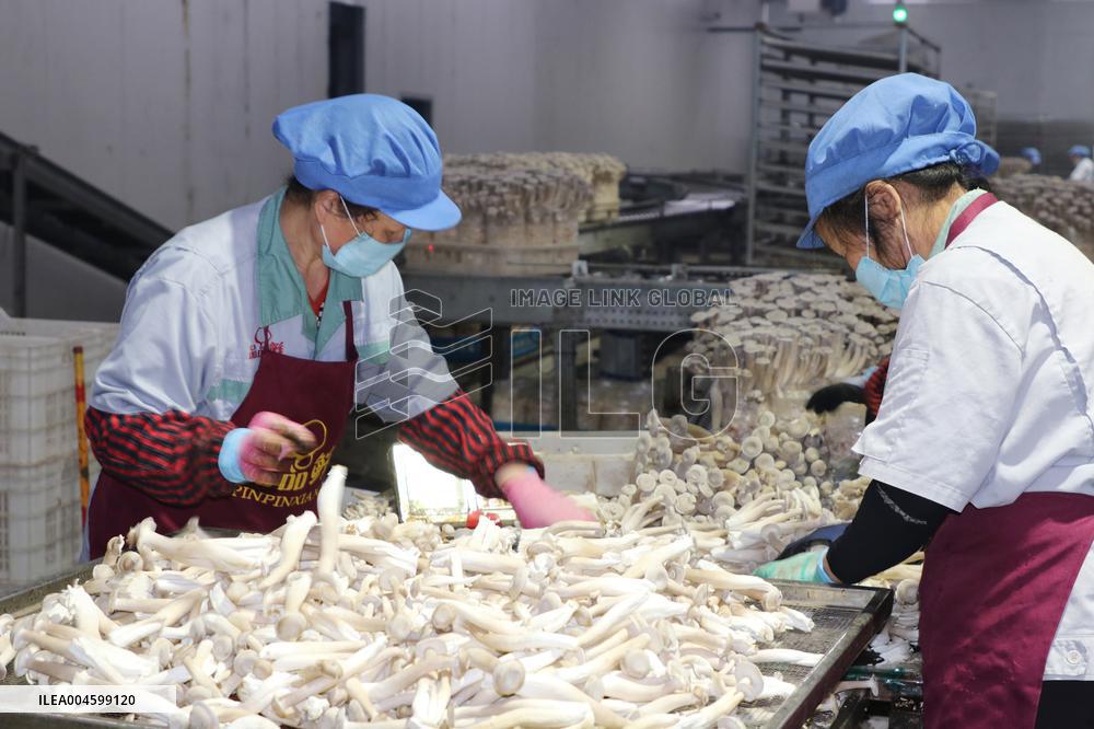 Lyophyllum Decastes Processing in Lianyungang