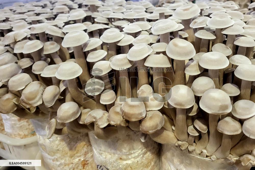 Lyophyllum Decastes Processing in Lianyungang