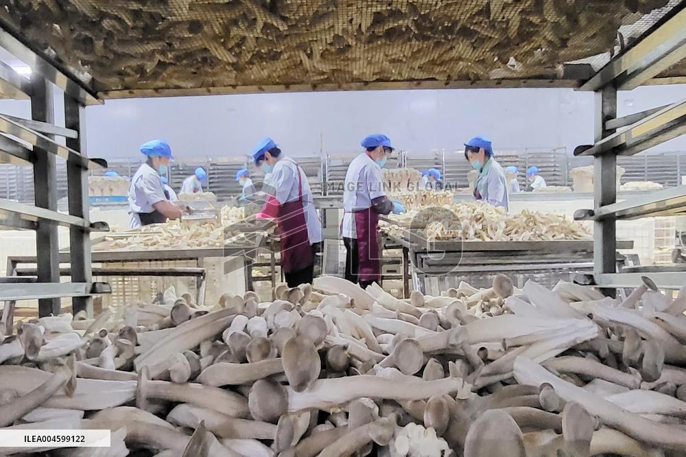 Lyophyllum Decastes Processing in Lianyungang