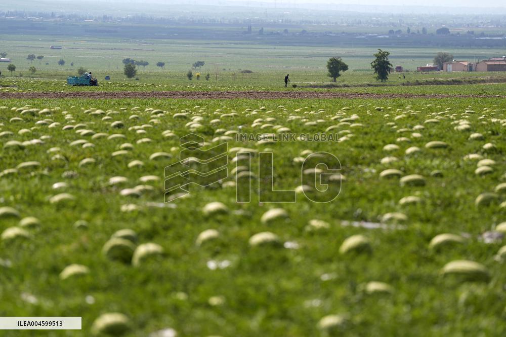 Watermelon Farm - China
