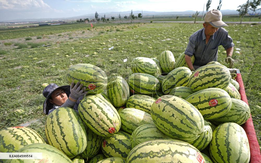 Watermelon Farm - China