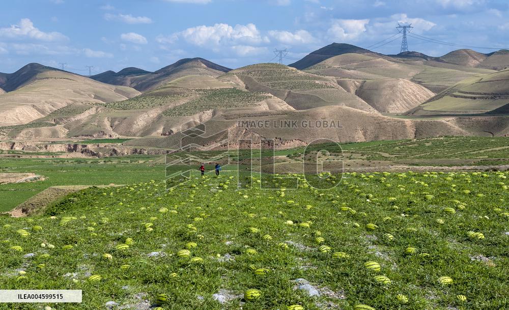 Watermelon Farm - China