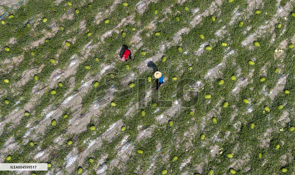 Watermelon Farm - China
