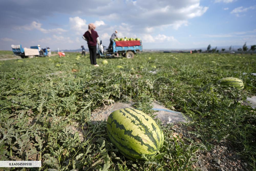 Watermelon Farm - China