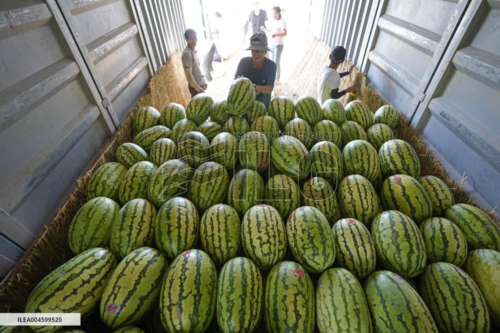 Watermelon Farm - China