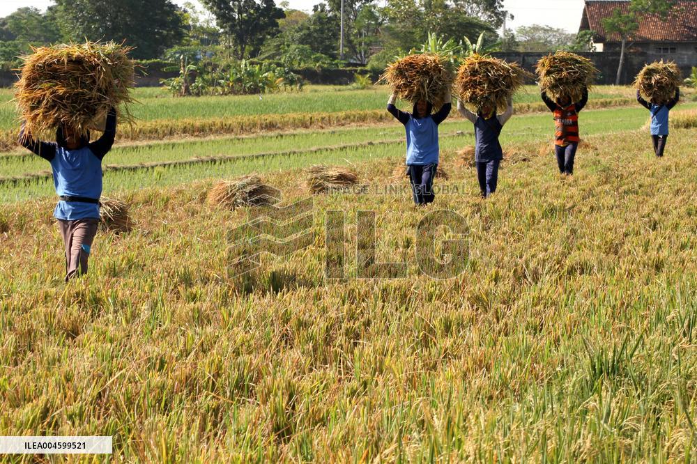 Rice Harvest - Indonesia