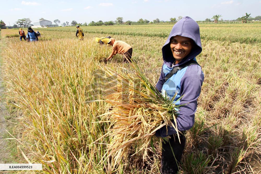 Rice Harvest - Indonesia