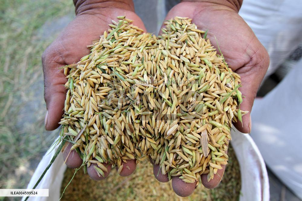 Rice Harvest - Indonesia