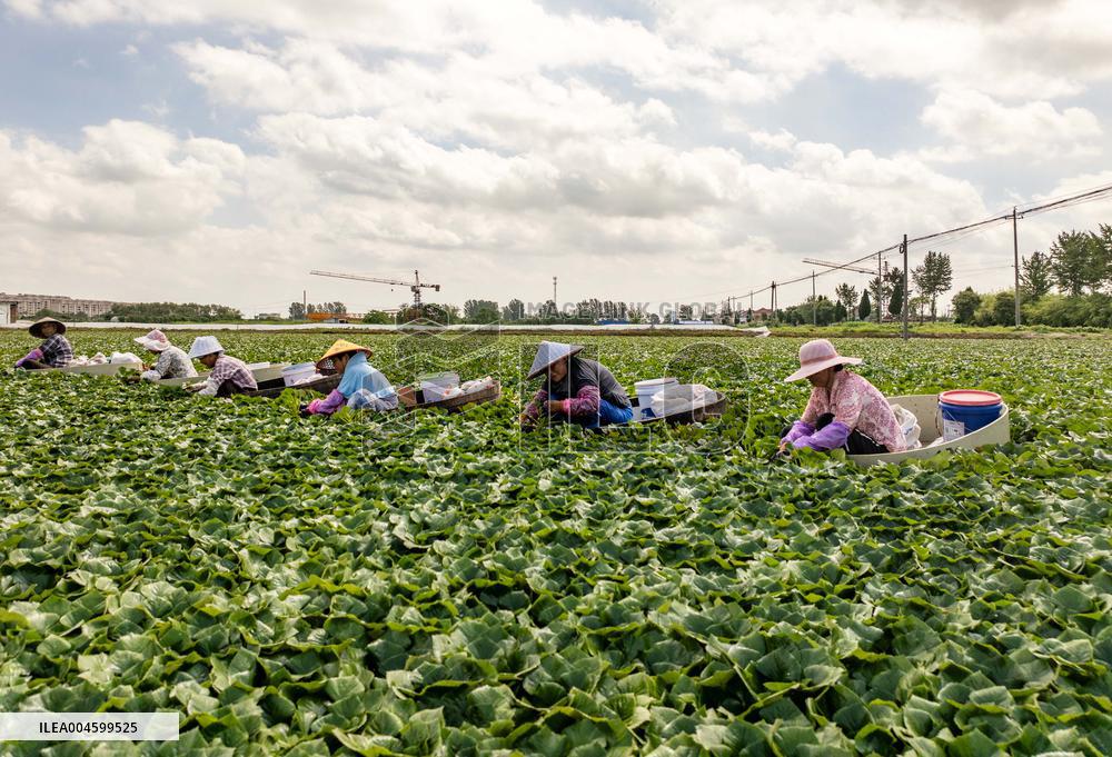 Water Chestnut Harvest in Jiangsu - China