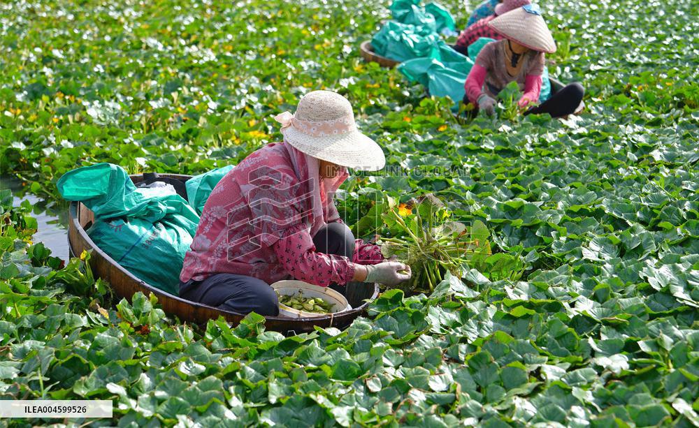 Water Chestnut Harvest in Jiangsu - China