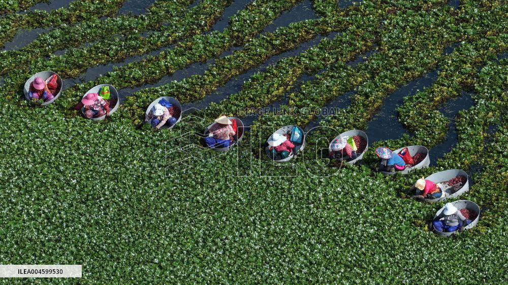 Water Chestnut Harvest in Jiangsu - China