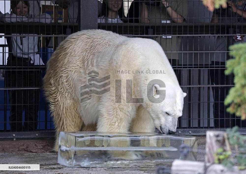 Polar bear at Hokkaido zoo
