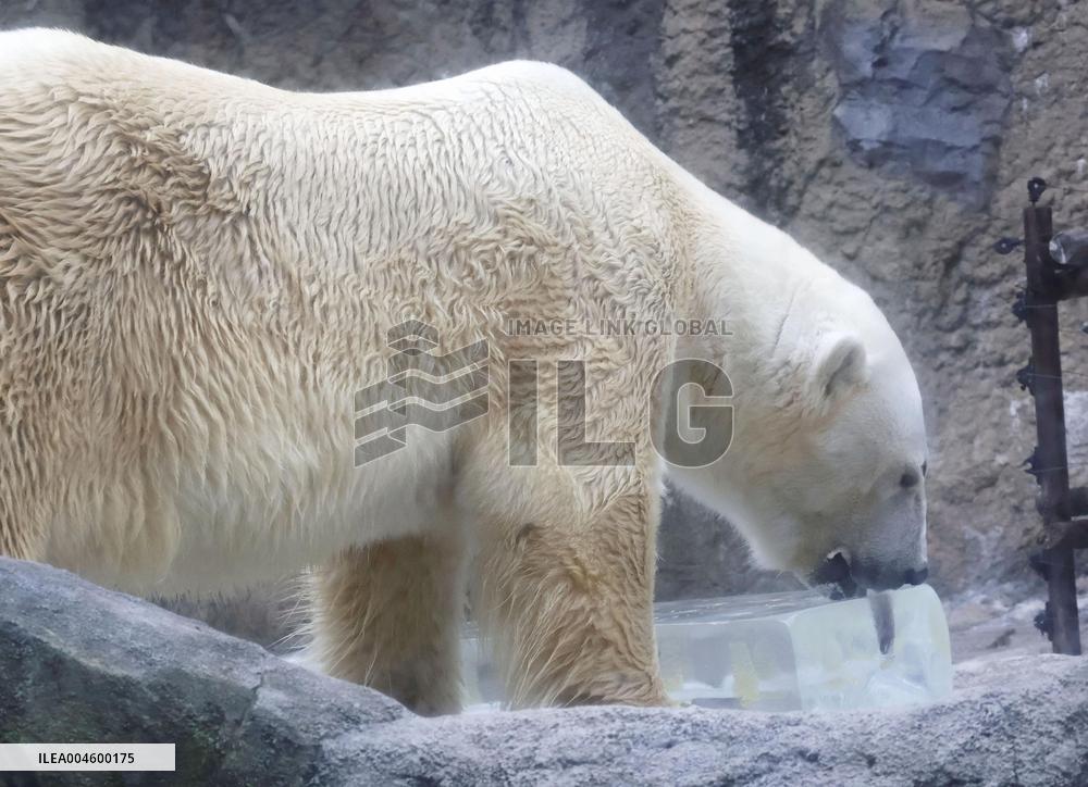 Polar bear at Hokkaido zoo