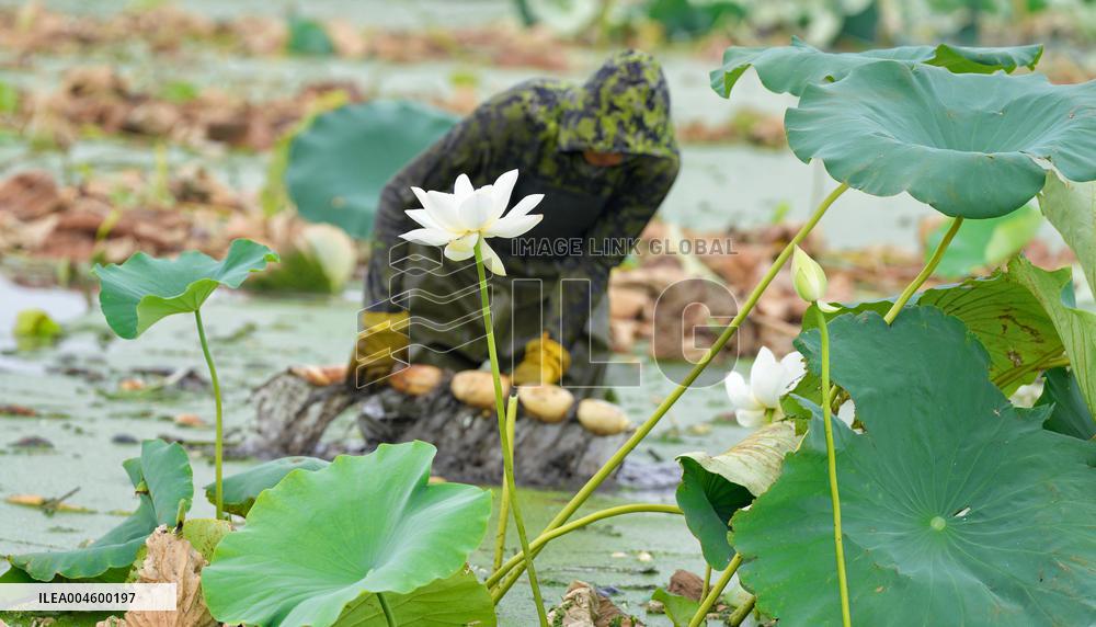 Lotus Roots Harvest in Haian