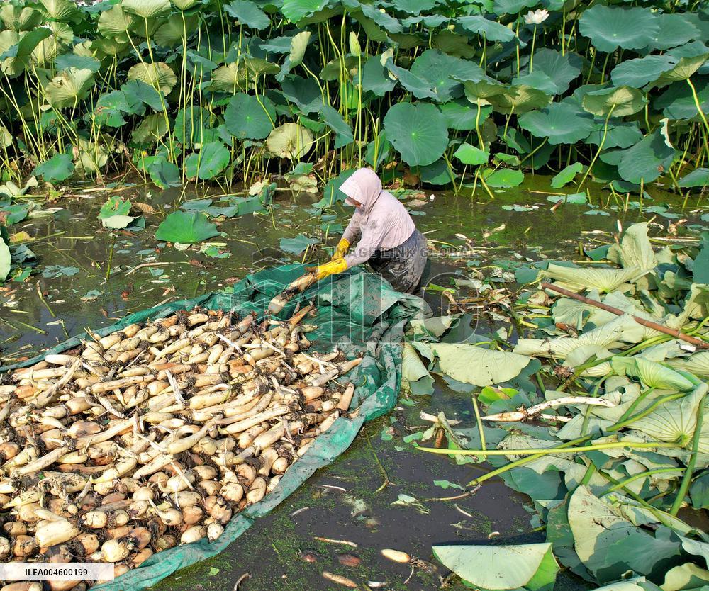 Lotus Roots Harvest in Haian