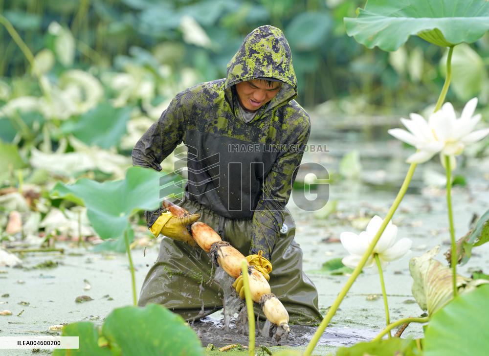 Lotus Roots Harvest in Haian