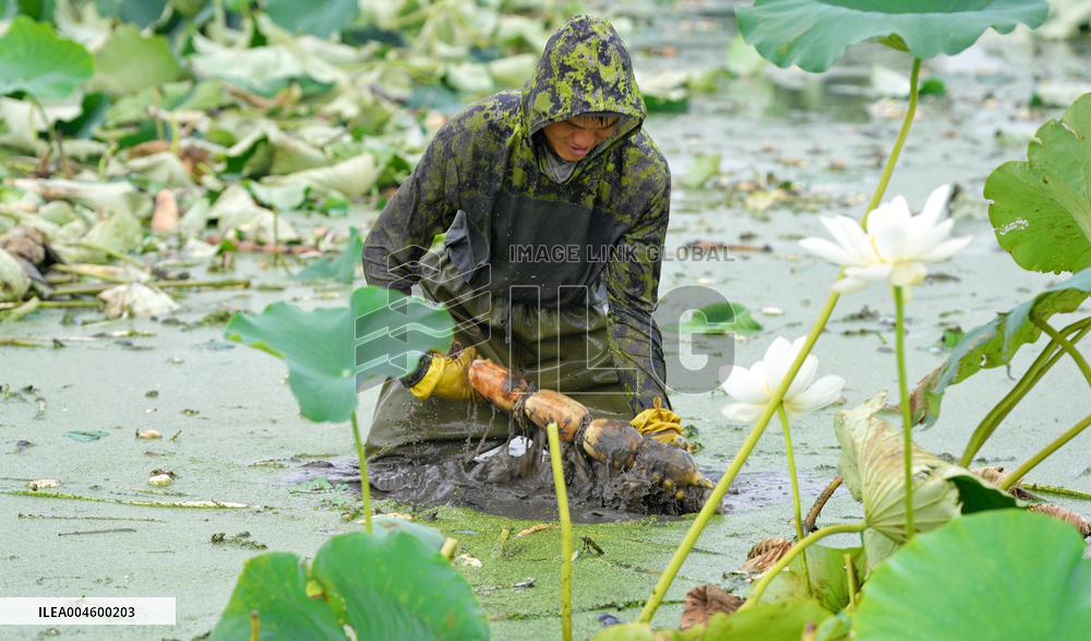 Lotus Roots Harvest in Haian