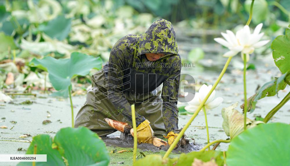 Lotus Roots Harvest in Haian