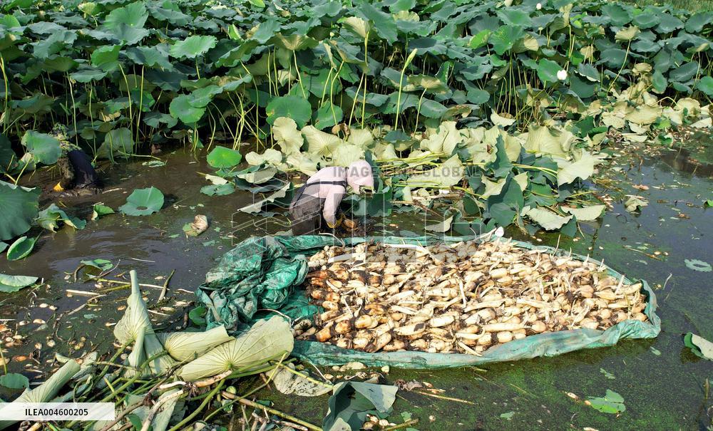 Lotus Roots Harvest in Haian