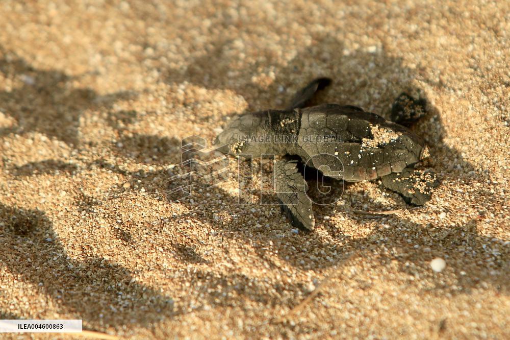 Release Of Sea Turtles - Lebanon