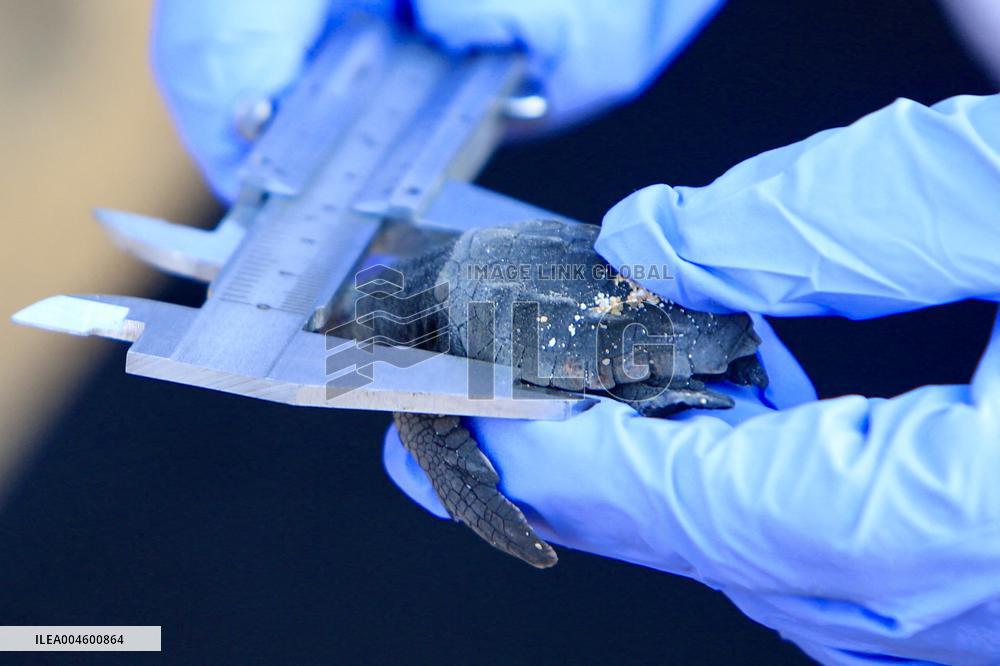 Release Of Sea Turtles - Lebanon
