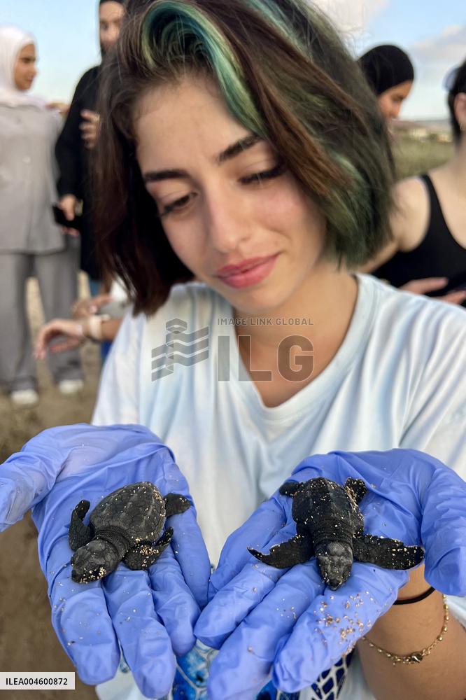 Release Of Sea Turtles - Lebanon