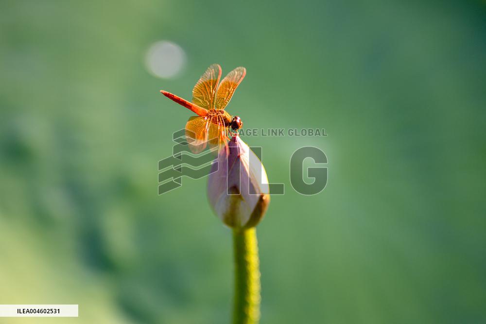 A Dragonfly Perches On A Lotus Bud At Xuanwu Lake Park - Nanjing