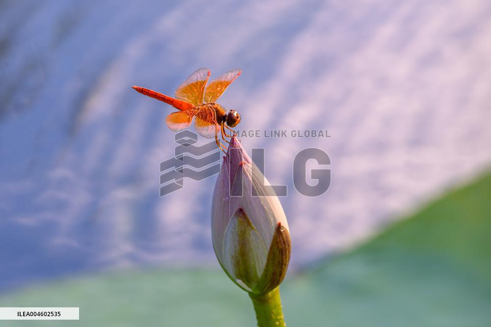 A Dragonfly Perches On A Lotus Bud At Xuanwu Lake Park - Nanjing
