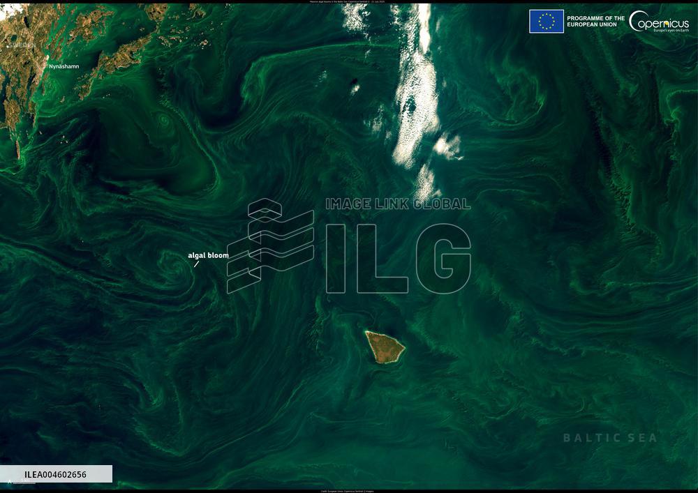 Intense Algal Bloom in The Baltic Sea - Sweden