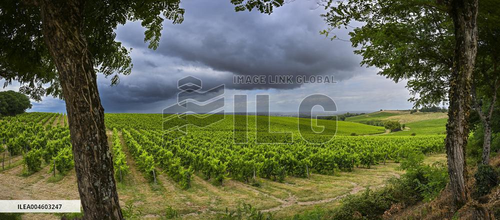 Illustration - Summer Thunderstorm in Bordeaux Vineyards