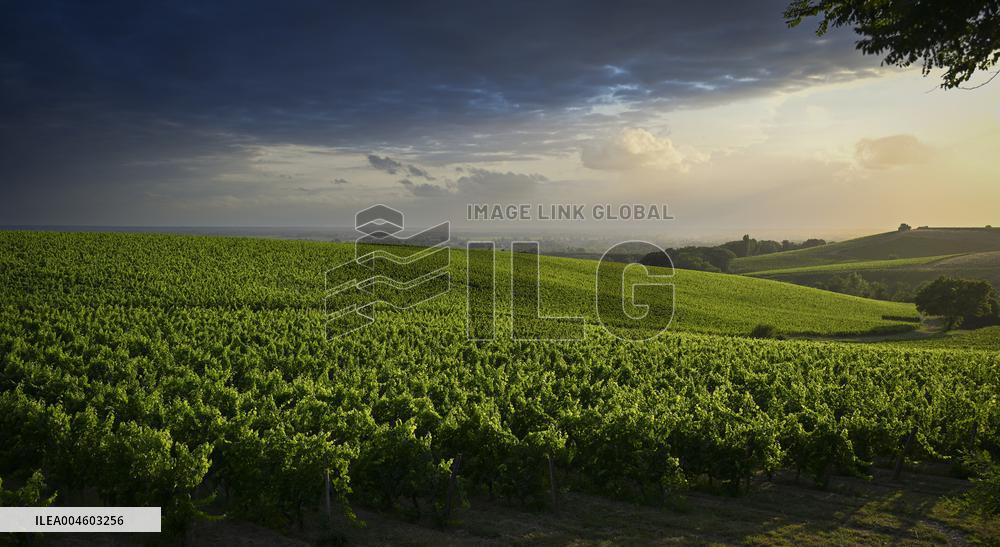 Illustration - Summer Thunderstorm in Bordeaux Vineyards