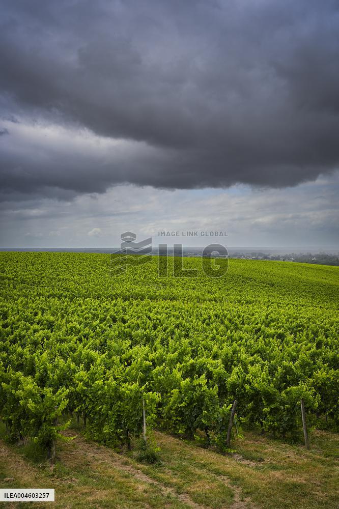 Illustration - Summer Thunderstorm in Bordeaux Vineyards