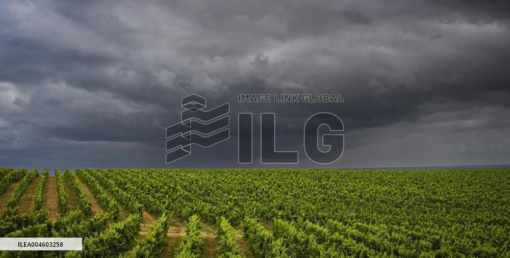 Illustration - Summer Thunderstorm in Bordeaux Vineyards