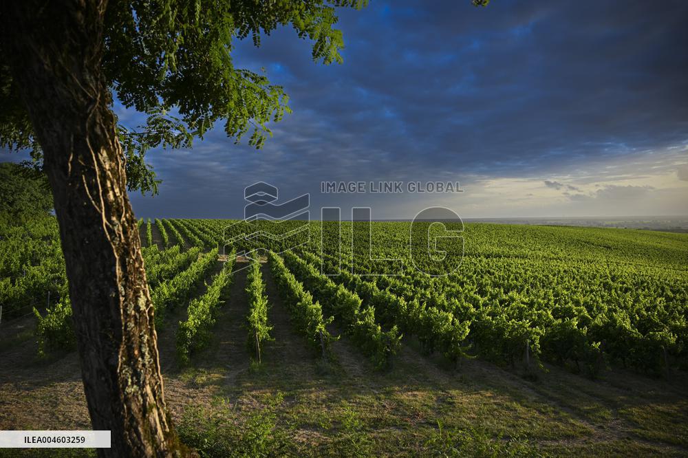 Illustration - Summer Thunderstorm in Bordeaux Vineyards