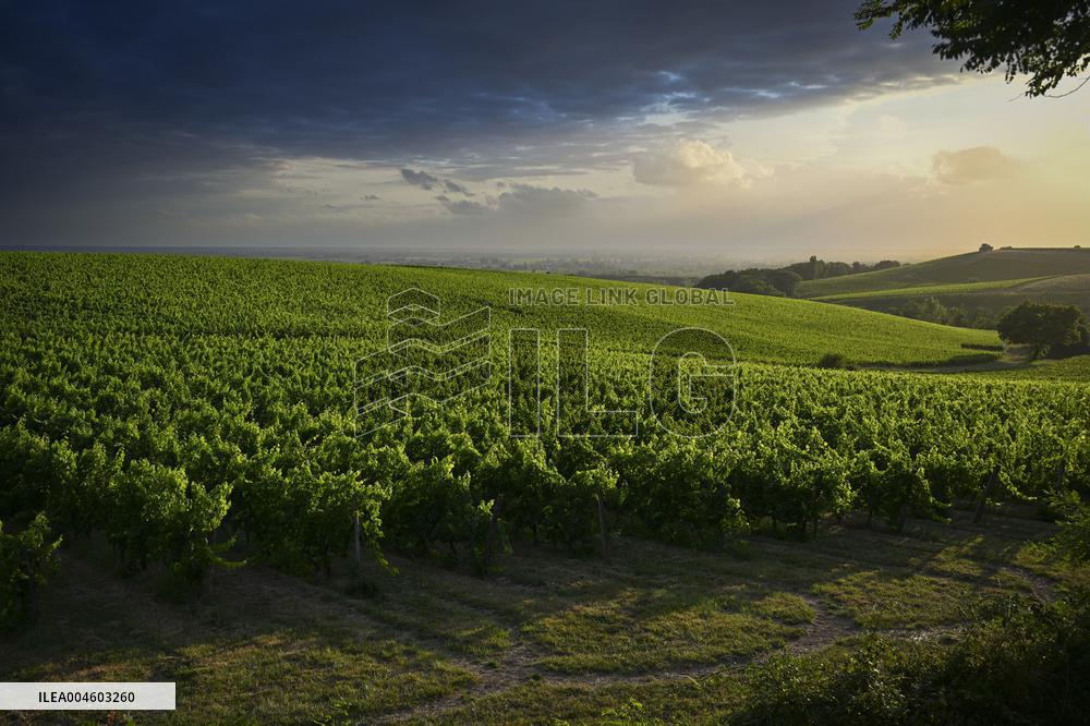 Illustration - Summer Thunderstorm in Bordeaux Vineyards