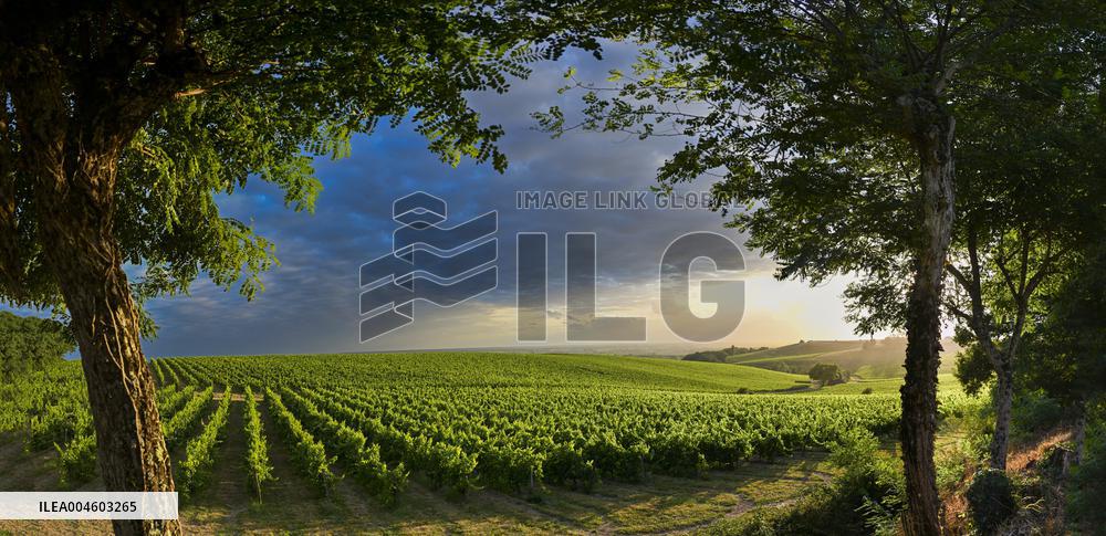 Illustration - Summer Thunderstorm in Bordeaux Vineyards