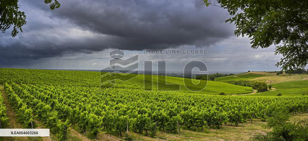 Illustration - Summer Thunderstorm in Bordeaux Vineyards