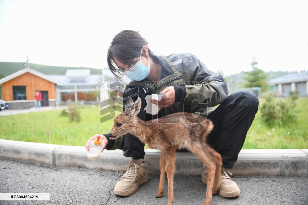 Wildlife Rehabilitation Station in Qinghai - China