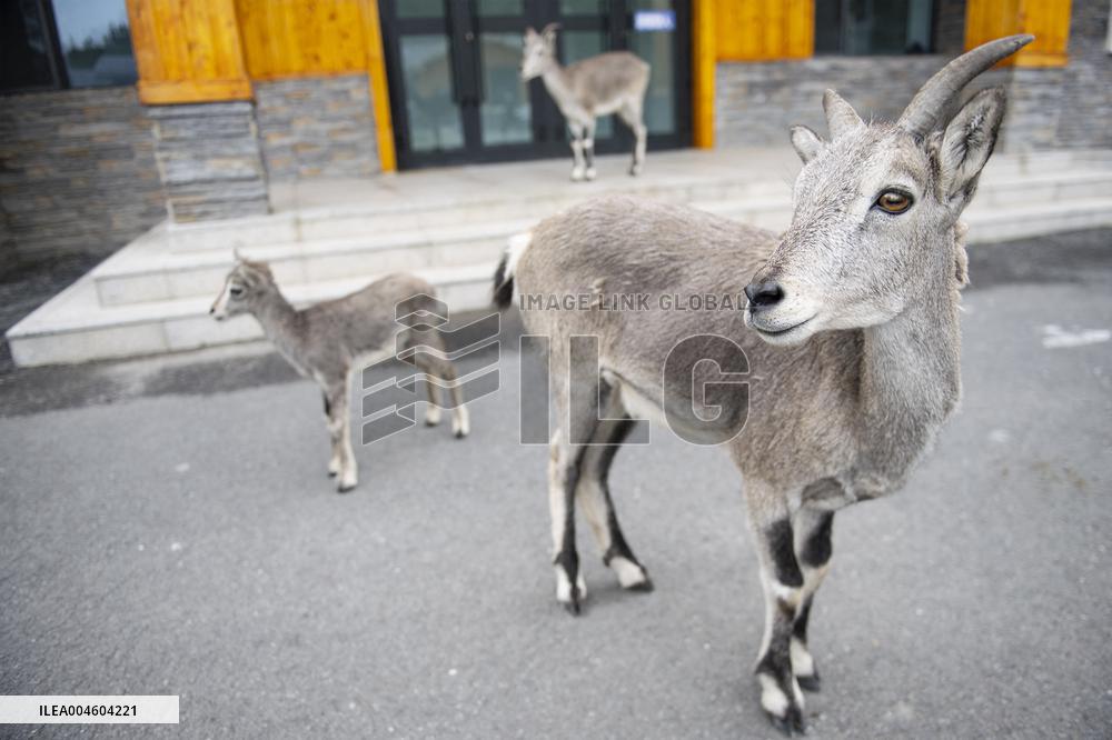 Wildlife Rehabilitation Station in Qinghai - China