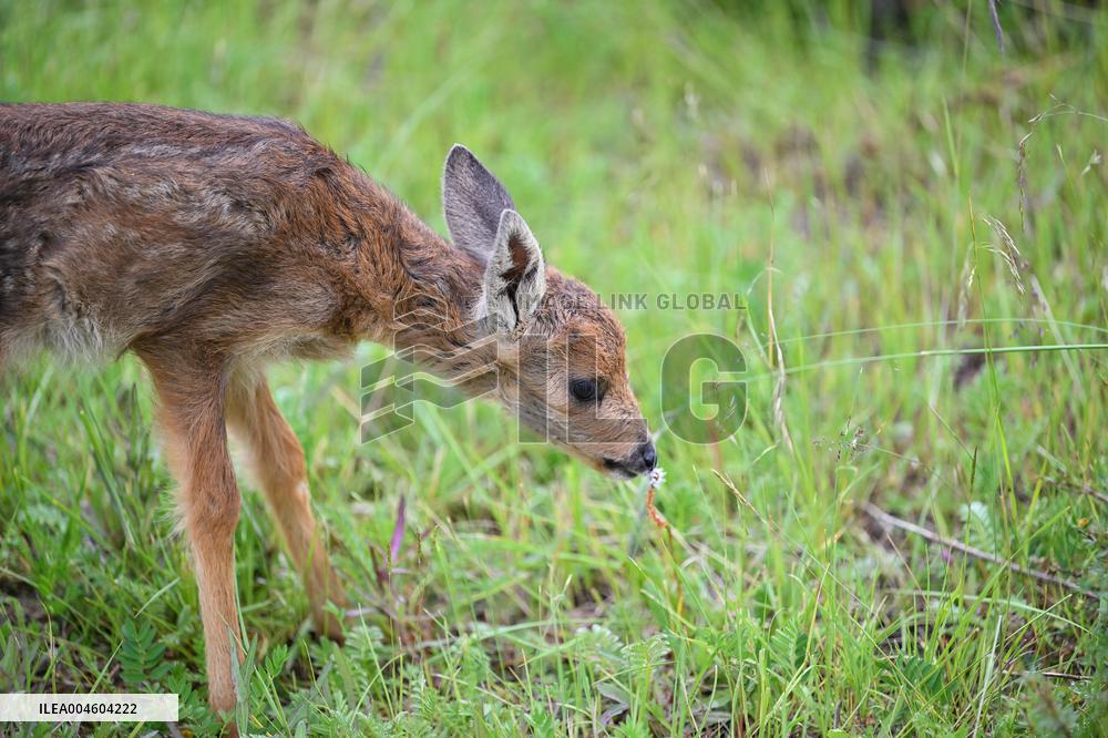 Wildlife Rehabilitation Station in Qinghai - China