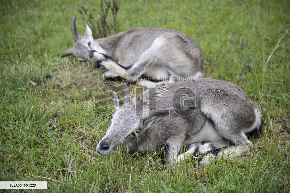 Wildlife Rehabilitation Station in Qinghai - China