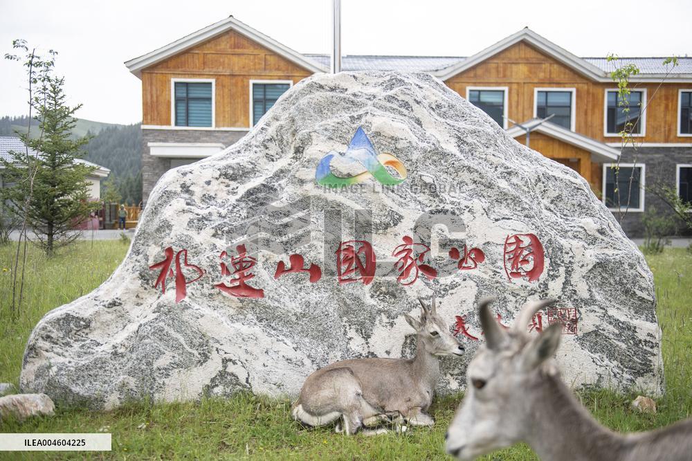 Wildlife Rehabilitation Station in Qinghai - China