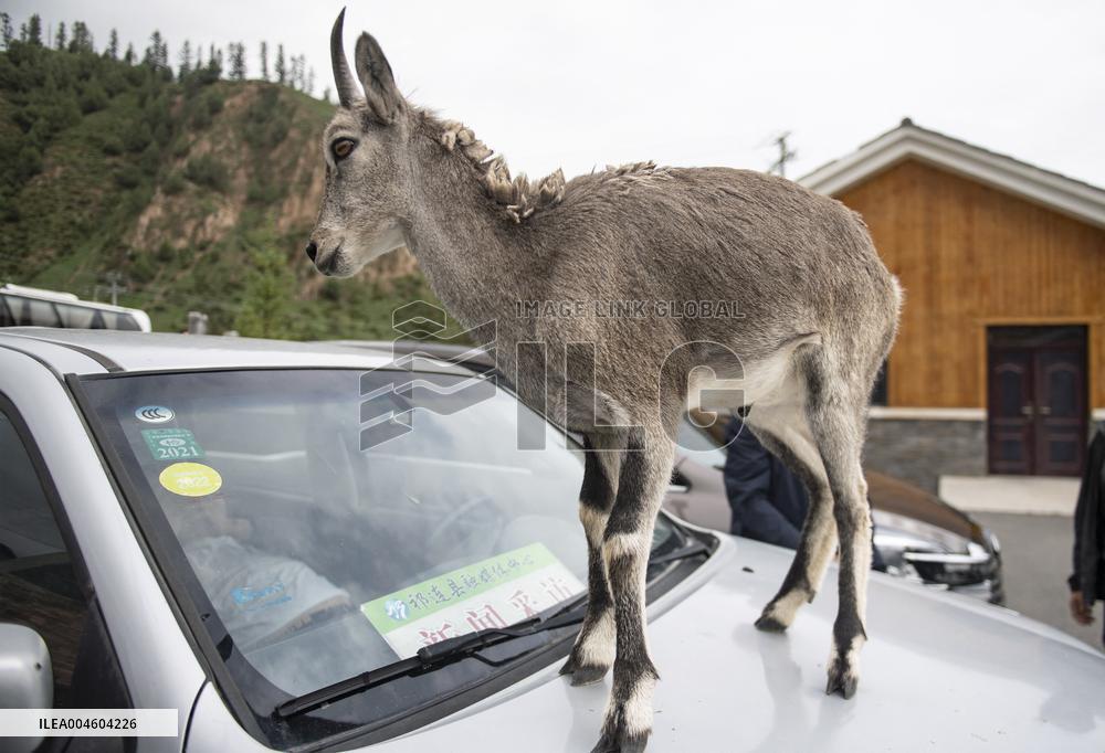 Wildlife Rehabilitation Station in Qinghai - China