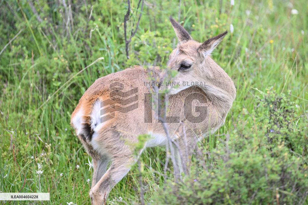 Wildlife Rehabilitation Station in Qinghai - China