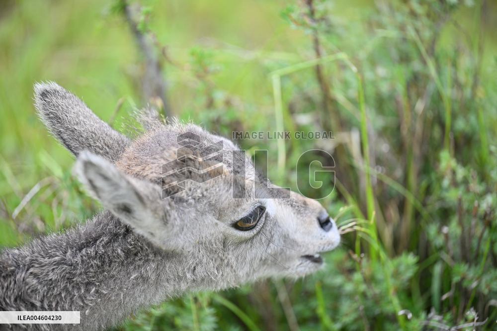 Wildlife Rehabilitation Station in Qinghai - China