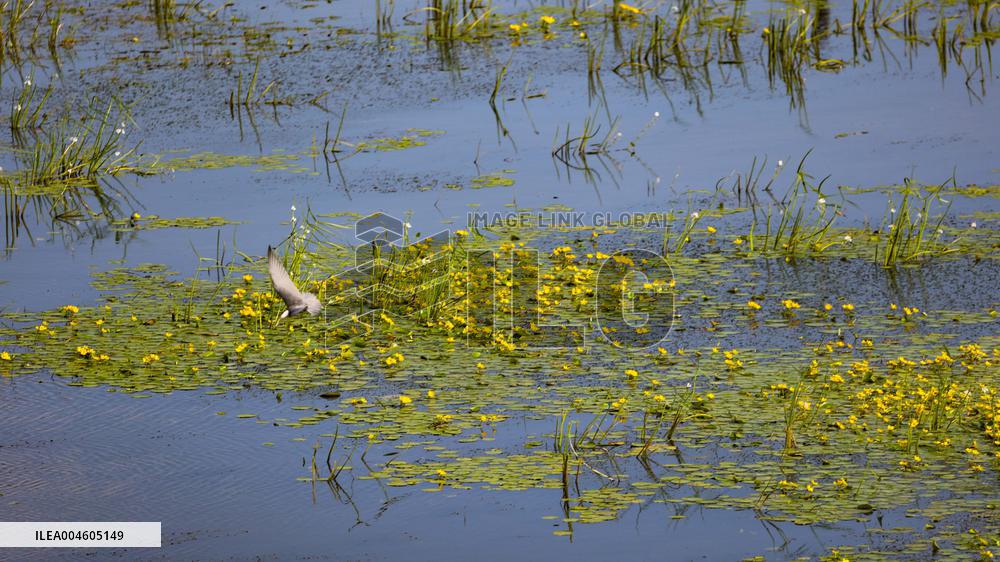 Naolihe River Wetland in Shuangyashan