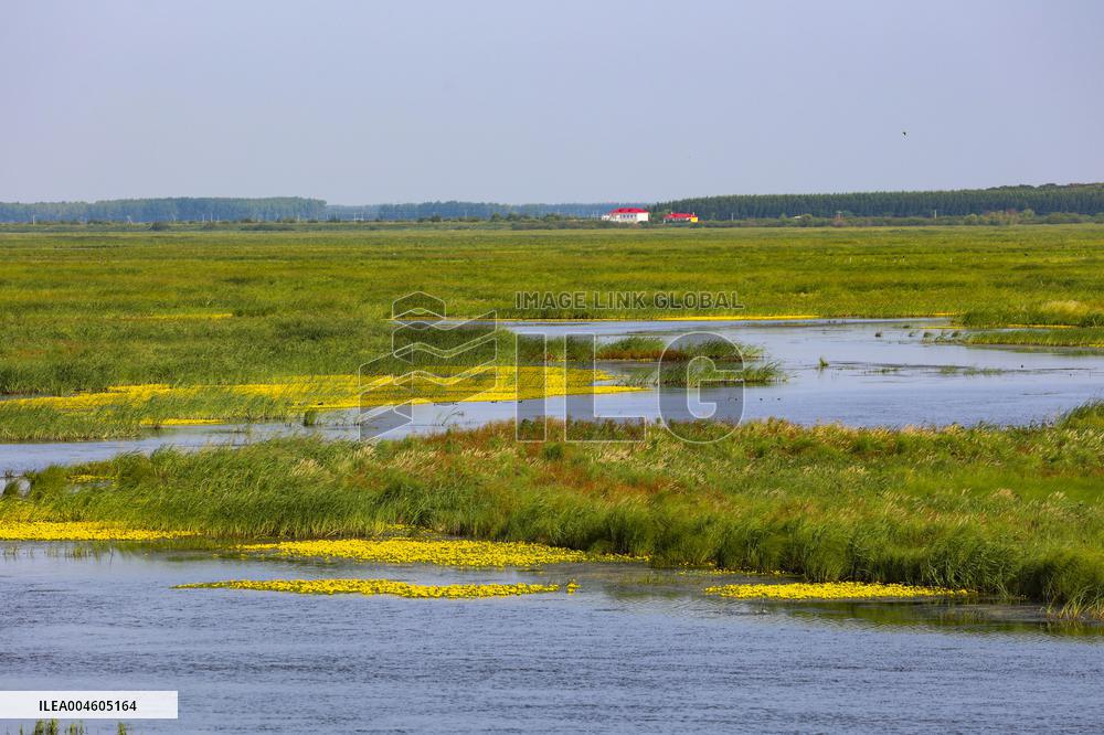 Naolihe River Wetland in Shuangyashan