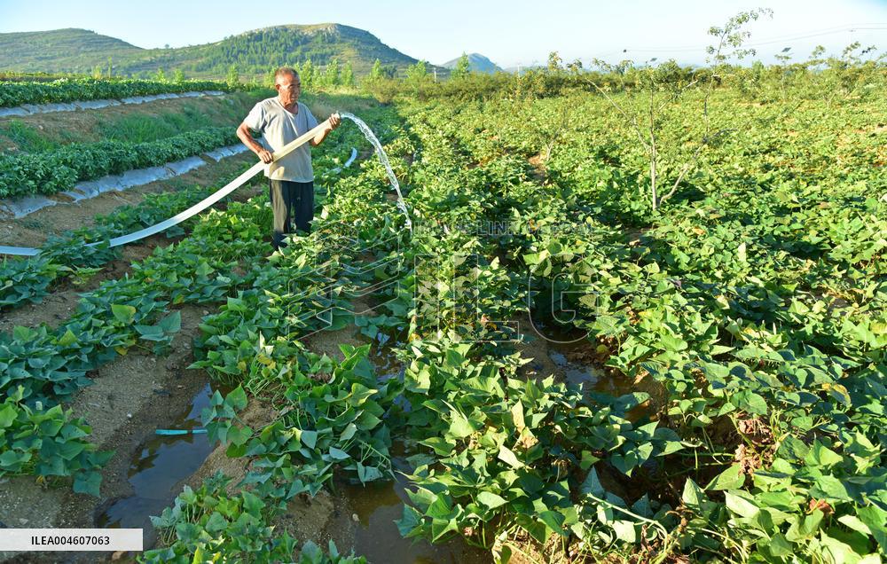 Agricultural Drought