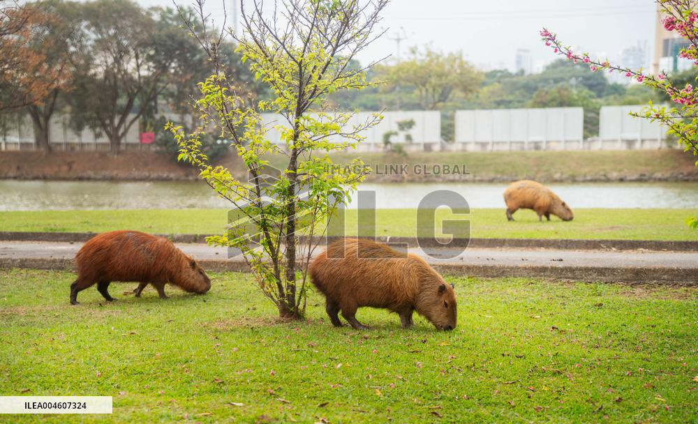 Several capybaras forage along the riverside in Sao Paulo